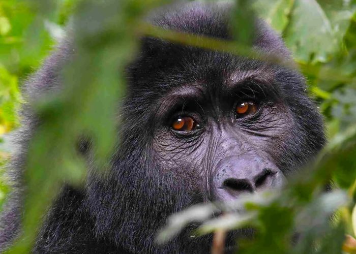 3-days-bwindi-gorilla-trekking-safari