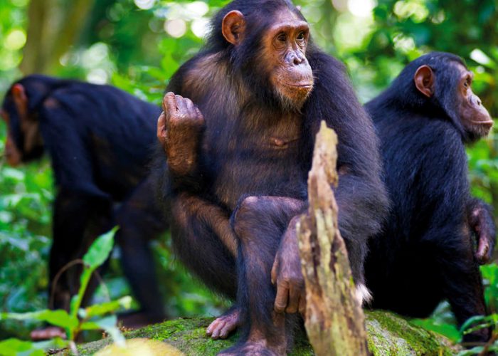 3-days-chimpanzee-trekking-rwanda