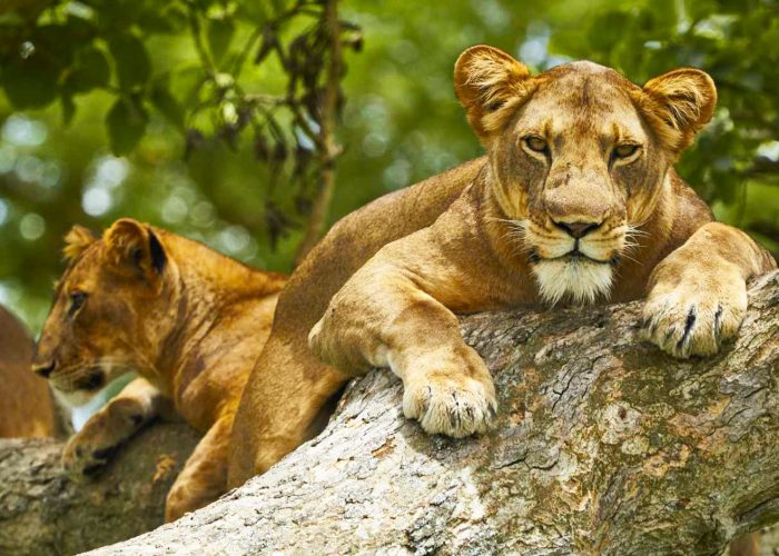 5-days-uganda-gorillas-wildlife-safari