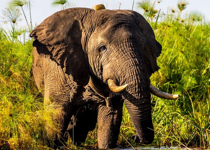 7-days-rwanda-safari