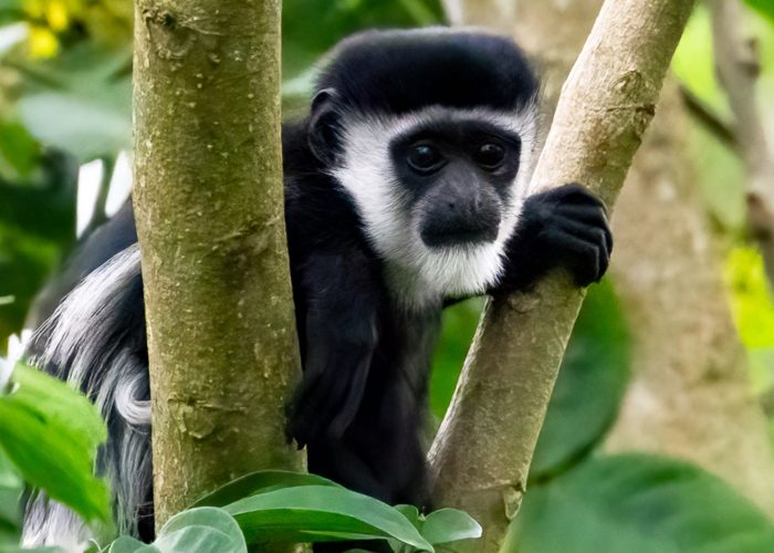 8-days-uganda-primates-safari